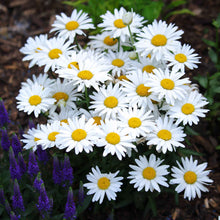 White daisy shasta flowers with yellow centers growing in a bright garden setting.
