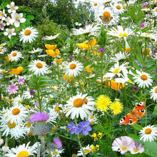 White and yellow daisy shasta silver princess flowers in a colorful garden setting.
