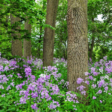 Violet dames rocket flowers covering a woodland floor with tall trees behind.