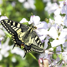 White dames rocket flowers with a butterfly against a blurred green background.
