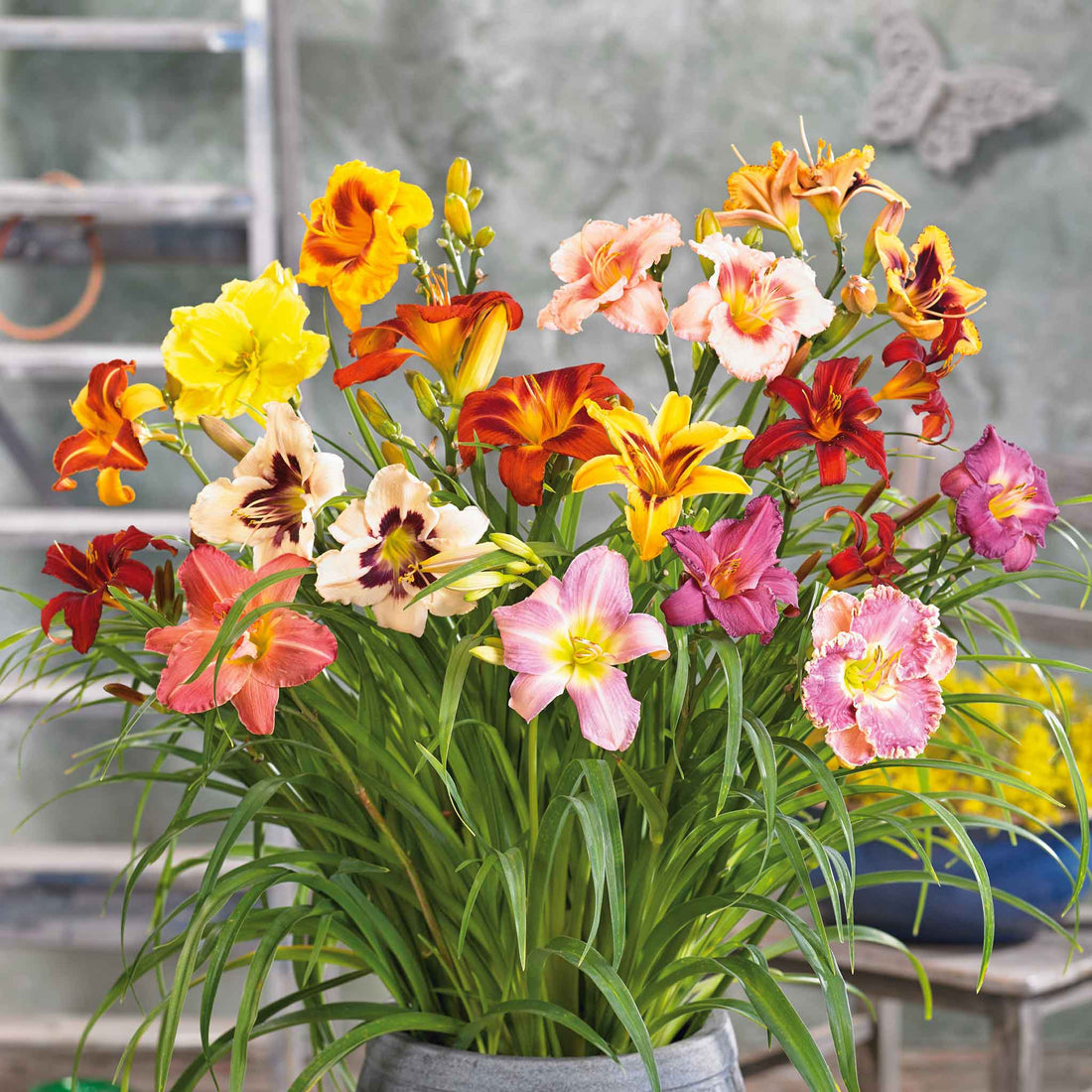 Daylily Roots - Happy Mix | Spring Flower Bulbs | Eden Brothers