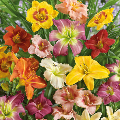 Mixed daylily bouquet showing the vibrant white and green colors.