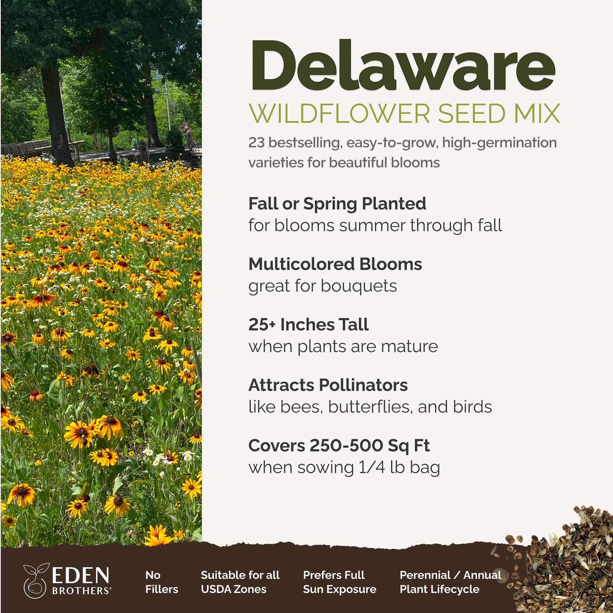 Wild Flower Seed Mix Jaarlijkse Weide Echte Planten Vlinder Puur te bedekken 5 tot 200 Vierkante Meter (100 Vierkante Meter Wild Flower Seed Mix Jaarlijkse Weide Echte Planten Vlinder Puur te bedekken 5 tot 200 Vierkante Meter (100 Vierkante Meter