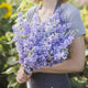Delphinium Seeds - Blue Bell