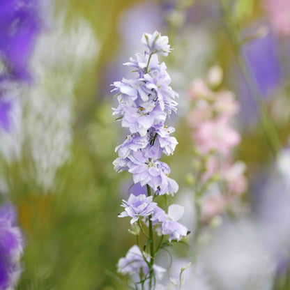 Light blue delphinium blue bell flowers against a soft blurred background.