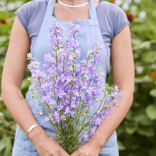 A person in a blue apron holds a large bouquet of fancy purple picotee delphinium flowers in a garden with blurred green foliage in the background.