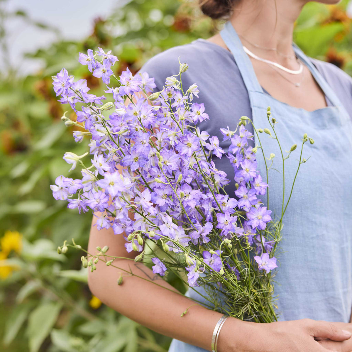 A person in a blue apron holds a large bouquet of fancy purple picotee delphinium flowers in a garden with blurred green foliage in the background.