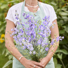 A person in a blue apron holds a large bouquet of frosted skies delphinium flowers in a garden with blurred green foliage in the background.
