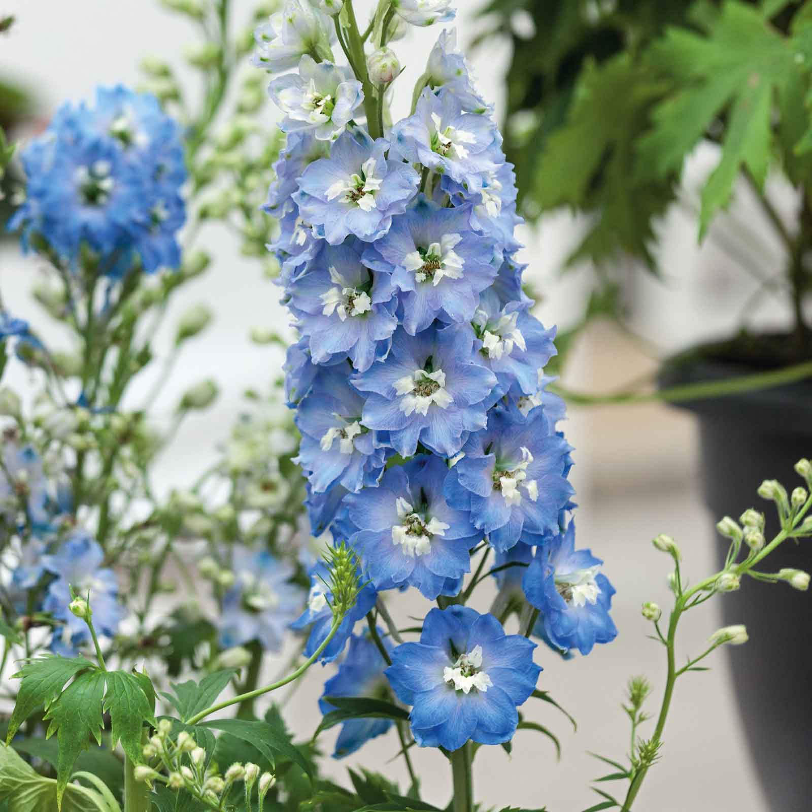 A close-up of light blue white bee delphinium flowers with white centers and green foliage.