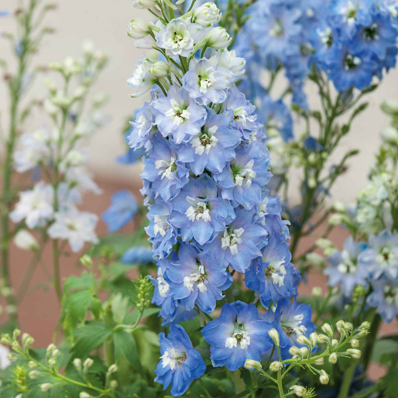 A close-up of light blue white bee delphinium flowers with white centers and green foliage.