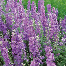 Purple and pink delphinium lilac spire flowers growing in a bright garden setting.