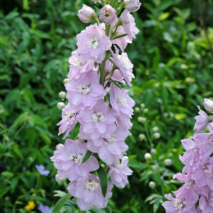 Pink delphinium magic fountains cherry blossom white bee against a blurred green background.