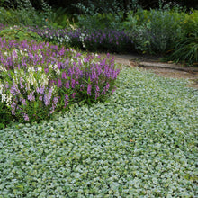 Green dichondra silver falls ground cover spreading across a colorful garden setting.