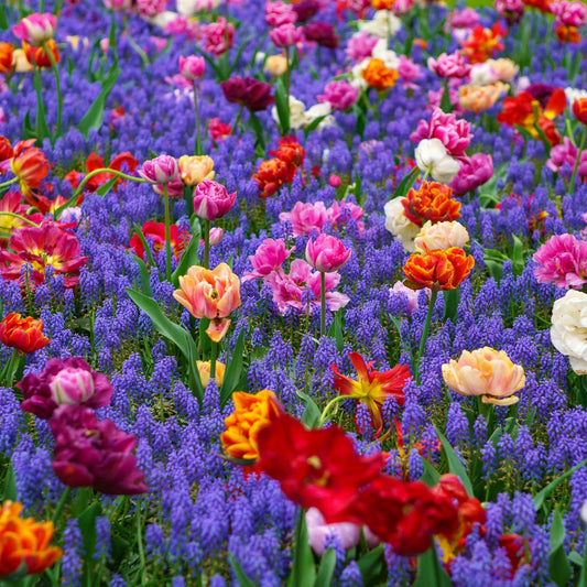 tulip muscari mix