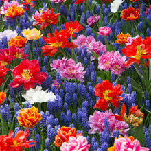 Close-up of double tulips and muscari blooms in a colorful field.