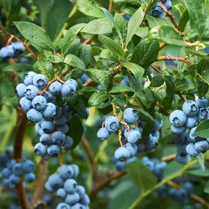 Duke Blueberry Bush