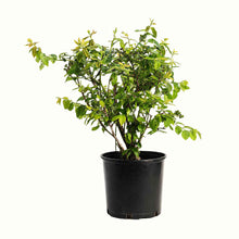 Duke Blueberry Bush