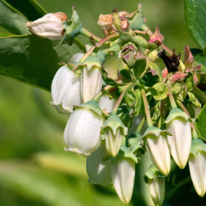 Duke Blueberry Bush