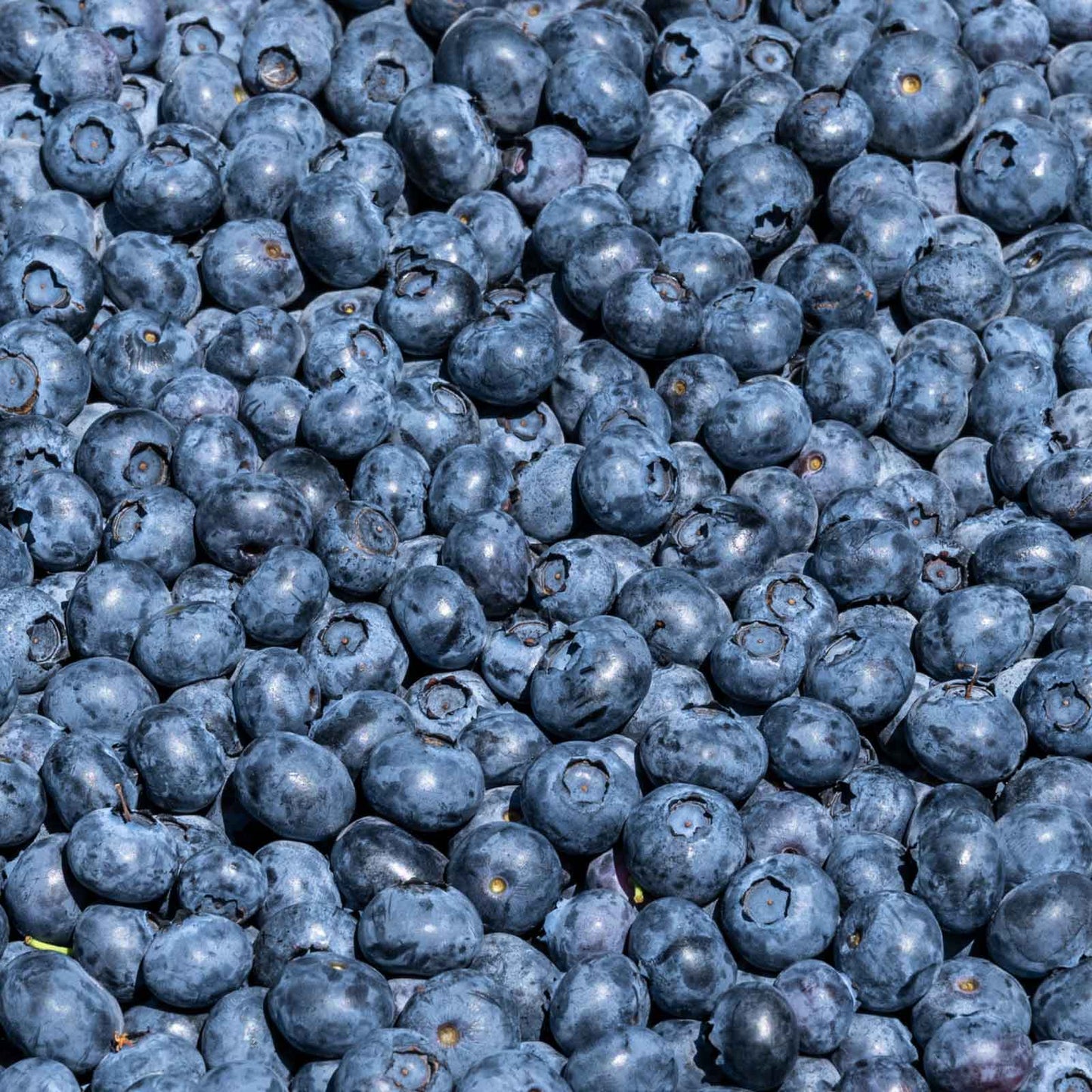 Duke Blueberry Bush