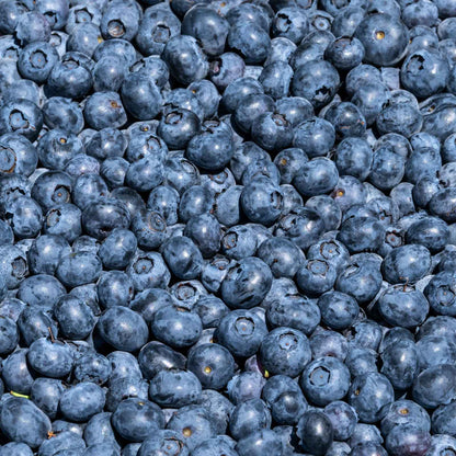 Duke Blueberry Bush