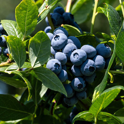 Duke Blueberry Bush