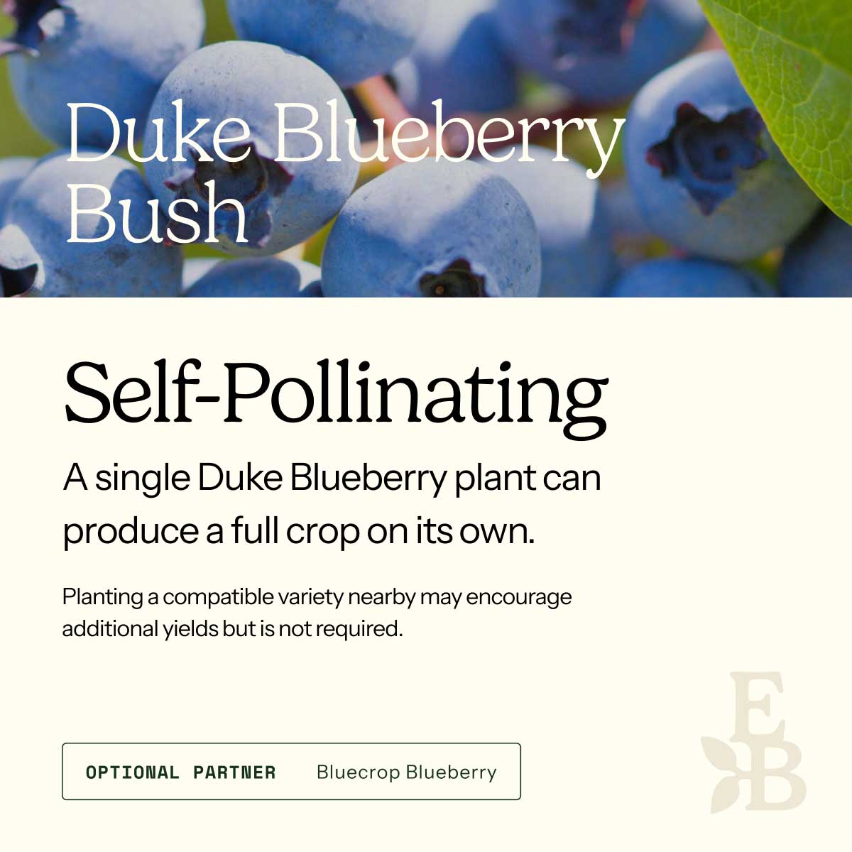 Informational graphic for a Duke Blueberry Bush, featuring a top photo of blueberries and text stating it is self-pollinating and produces a full crop on its own.