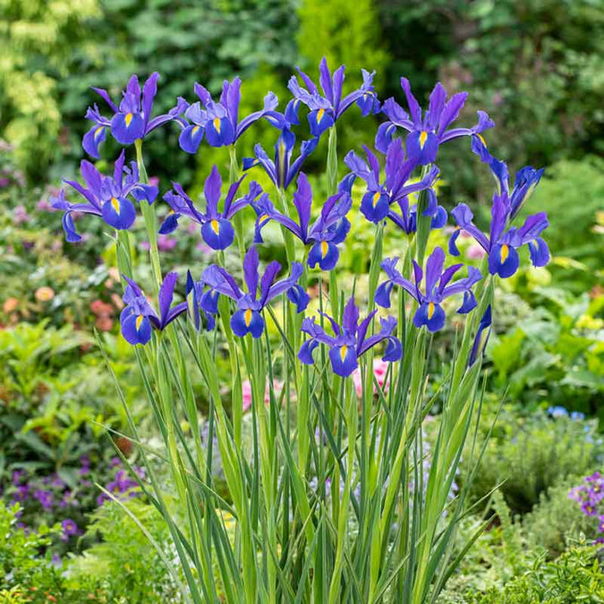 dutch iris discovery | copyright: Floramedia UK Ltd