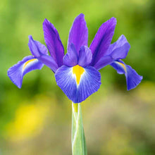 Purple and blue dutch iris discovery close-up with a yellow center, blurred background. | copyright: Floramedia UK Ltd