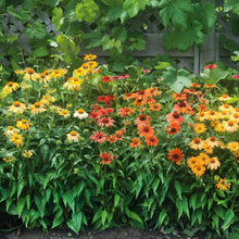 Vibrant echinacea cheyenne spirit flowers in full bloom, showcasing its rich colors.