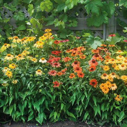 Vibrant echinacea cheyenne spirit flowers in full bloom, showcasing its rich colors.
