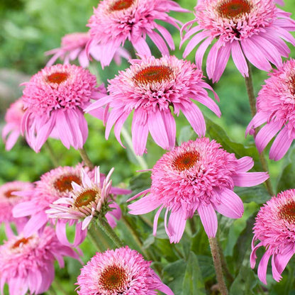 A close-up shot of several Pink double delight echinacea flowers in full bloom showing their double scabiosa blooms. | copyright: Floramedia UK Ltd