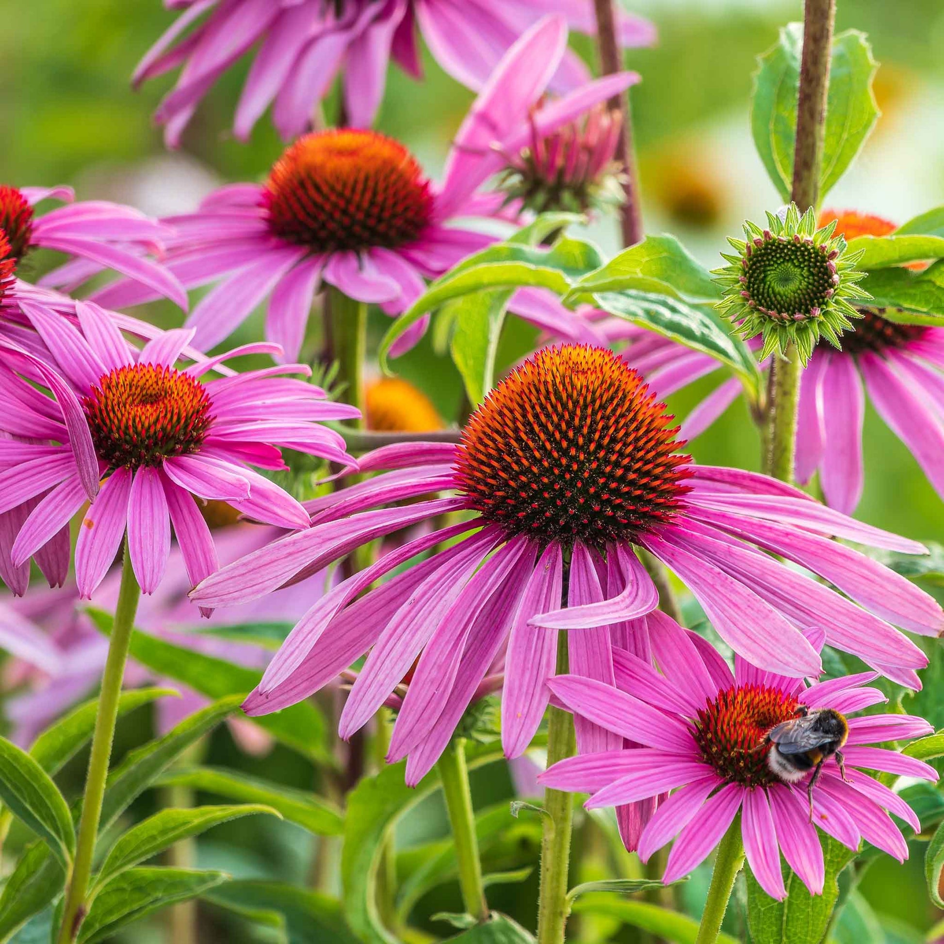 Close-up of vibrant purple echinacea flowers with prominent conical centers.