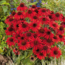 Echinacea Sombrero Salsa Red flowers in full bloom, showcasing its vibrant deep red petals.