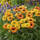 Echinacea Roots - Sunseekers Mineola