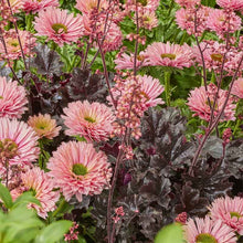 Echinacea Roots - Sunseekers Salmon flowers in shades of pink and orange in full bloom.