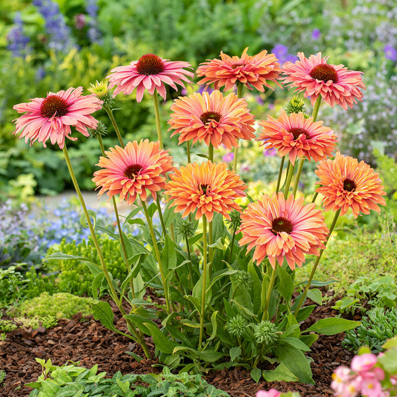 Group of echinacea sunseekers rainbow flowers in a garden setting. | copyright: Floramedia UK Ltd