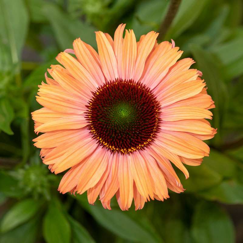 Close-up of a vibrant echinacea sunseekers rainbow flower with a green center against a blurred green background. | copyright: Floramedia UK Ltd
