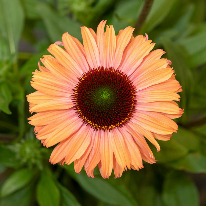 Close-up of a vibrant echinacea sunseekers rainbow flower with a green center against a blurred green background. | copyright: Floramedia UK Ltd
