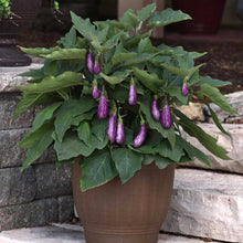 A large pot growing eggplant fairy tale with purple fruits growing from vines.