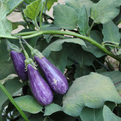 Fairy tale eggplant fruits with striped purple and white skin growing on the vine.