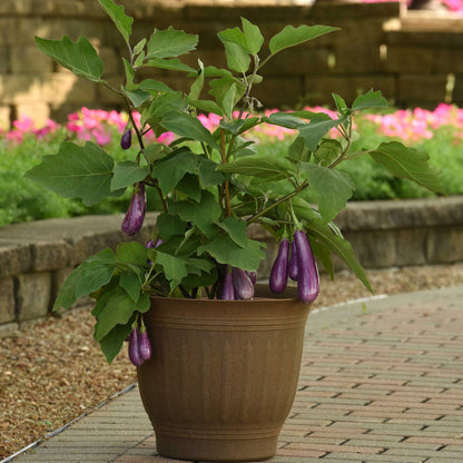 A large pot growing eggplant fairy tale with purple fruits growing from vines.