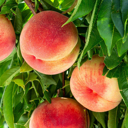 Elberta Peach Tree