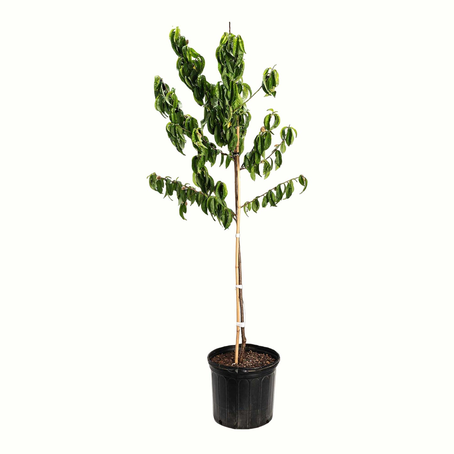 Elberta Peach Tree