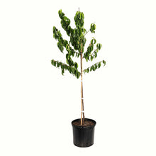 Elberta Peach Tree