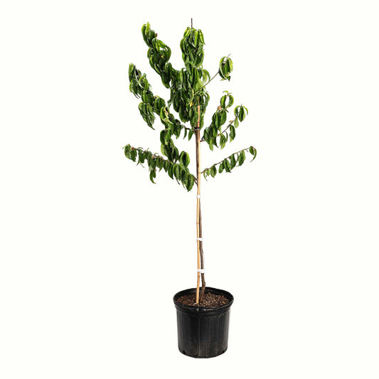 Elberta Peach Tree