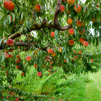 Elberta Peach Tree