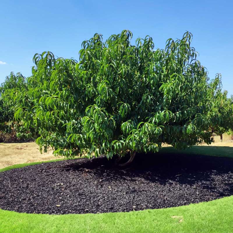 Elberta Peach Tree
