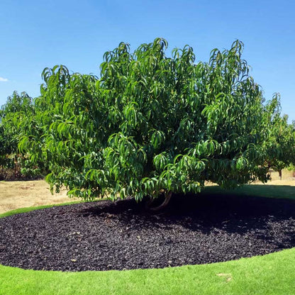 Elberta Peach Tree