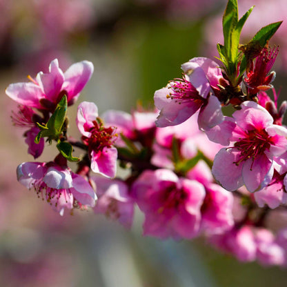 Elberta Peach Tree