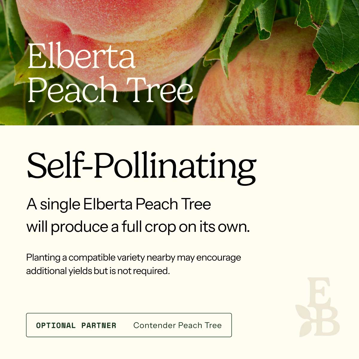 Informational graphic for a Elberta Peach Tree, featuring a top photo of peaches and text stating it is self-pollinating and produces a full crop on its own.